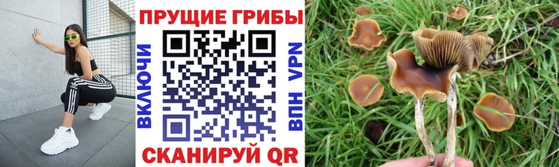 наркота  Пестово  Псилоцибиновые грибы мухоморы 